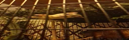 Sugar Glider rodents for sale: 3 beautiful sugar gliders looking for new home - Advert 10
