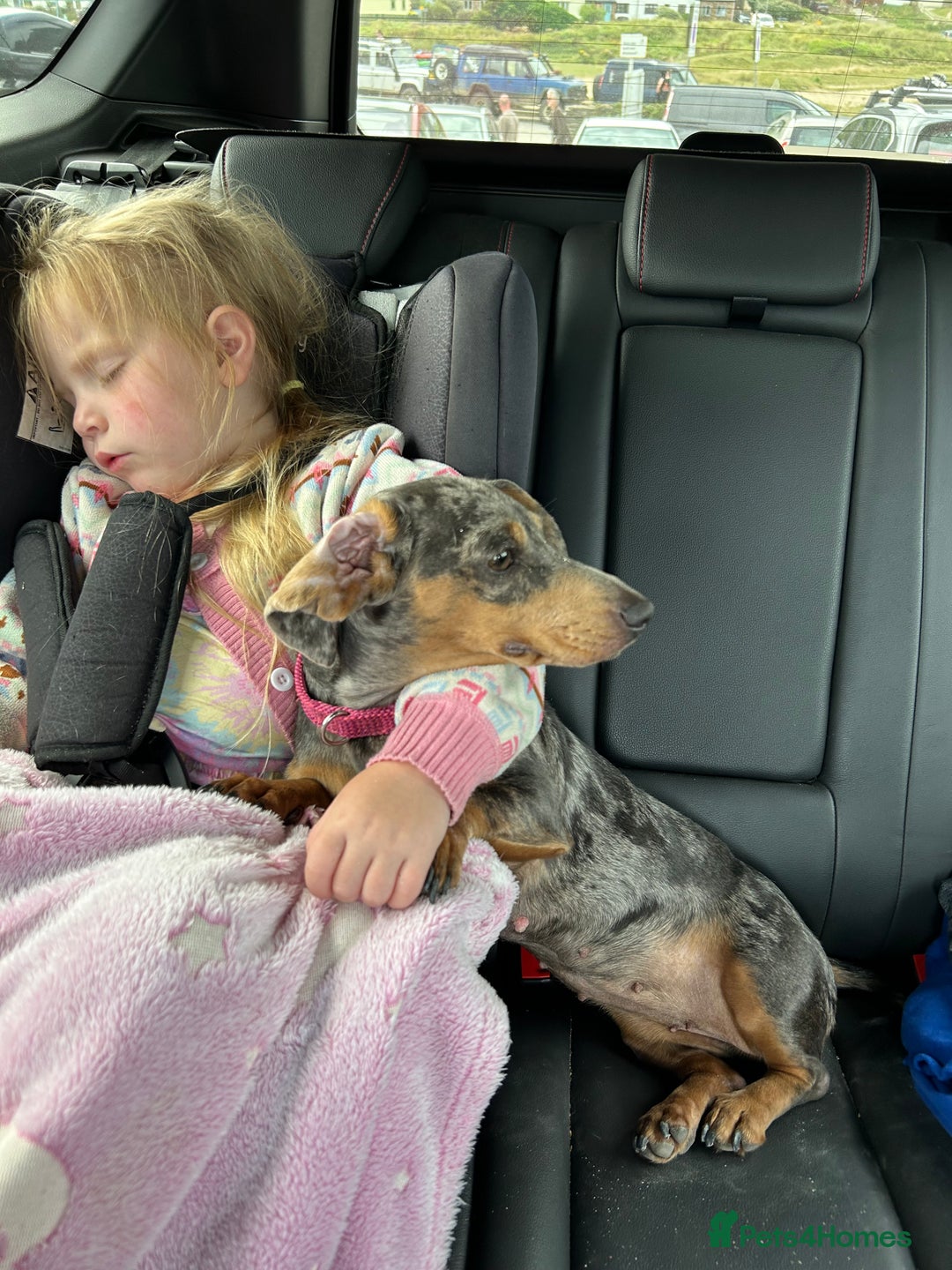 Miniature Dachshund dogs for sale: miniature dash hounds - Advert 1