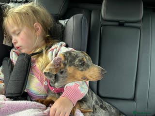 Miniature Dachshund dogs miniature dash hounds - Advert 9