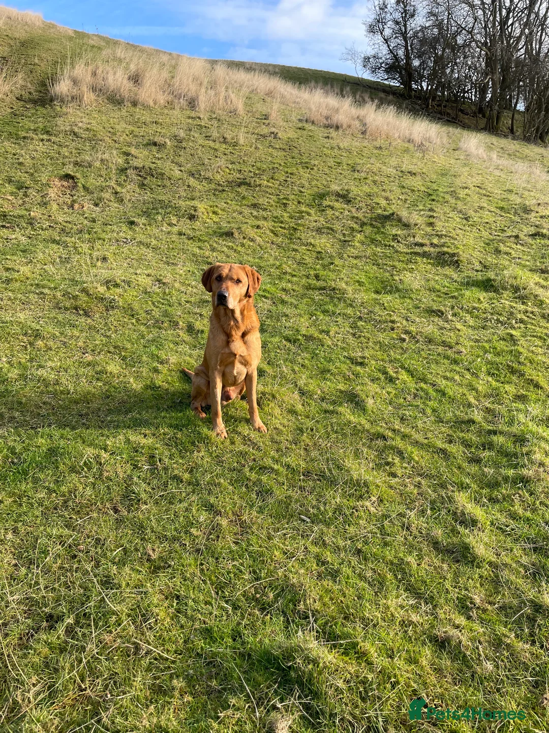 Labrador Retriever dogs for stud: Fully health tested Fox Red Labrador For Stud in Tewkesbury - Advert 18