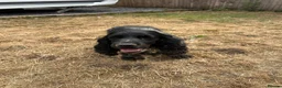 Cocker Spaniel dogs for sale: Show type cocker spaniel girl - Advert 6