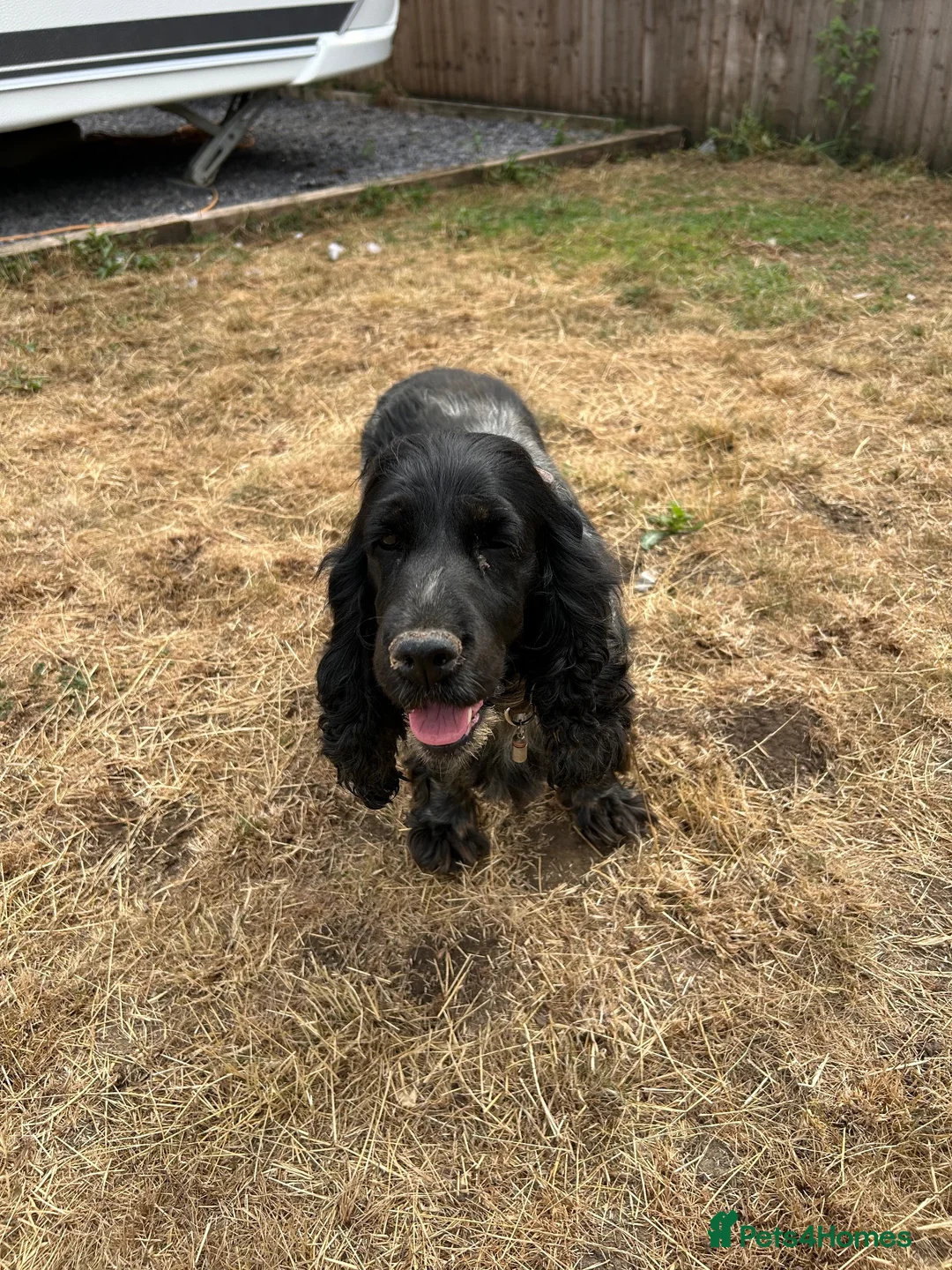 Cocker Spaniel dogs for sale: Show type cocker spaniel girl - Advert 6