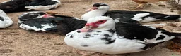 Ducks poultry for sale: Muscovy Ducks - Advert 5