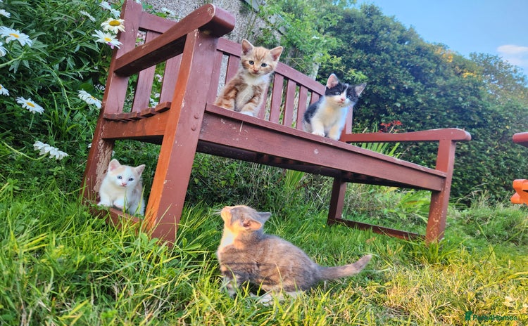 Domestic Shorthair cats - Advert 4