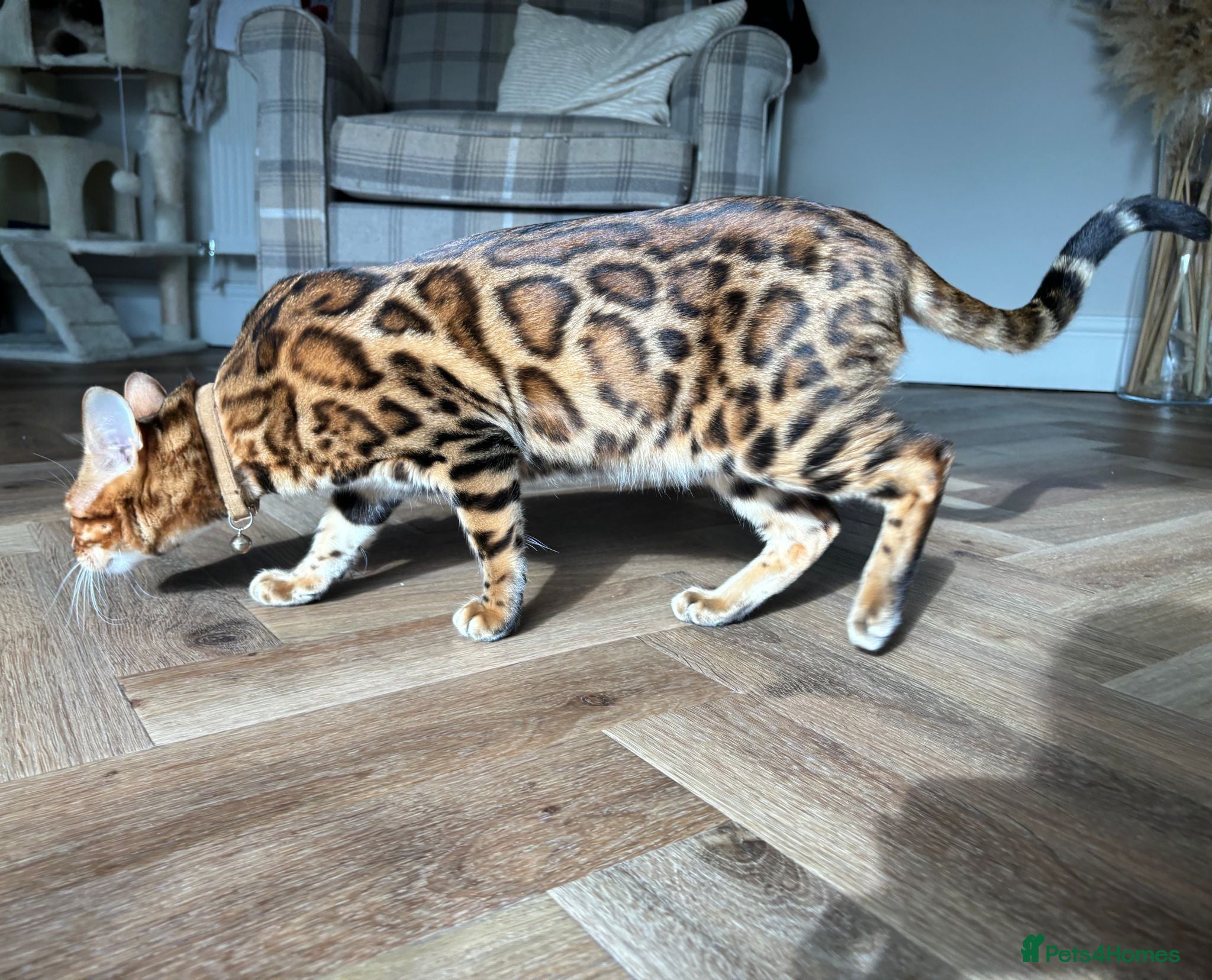 Bengal cats Stunning Male Bengal Cat Champion Bloodlines - Advert 1