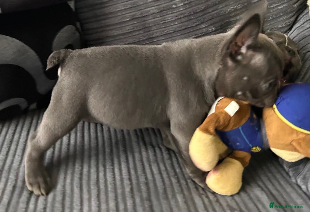 French Bulldog dogs for sale: French Bulldog Blue Girl 12 weeks old ! Last one - Advert 15