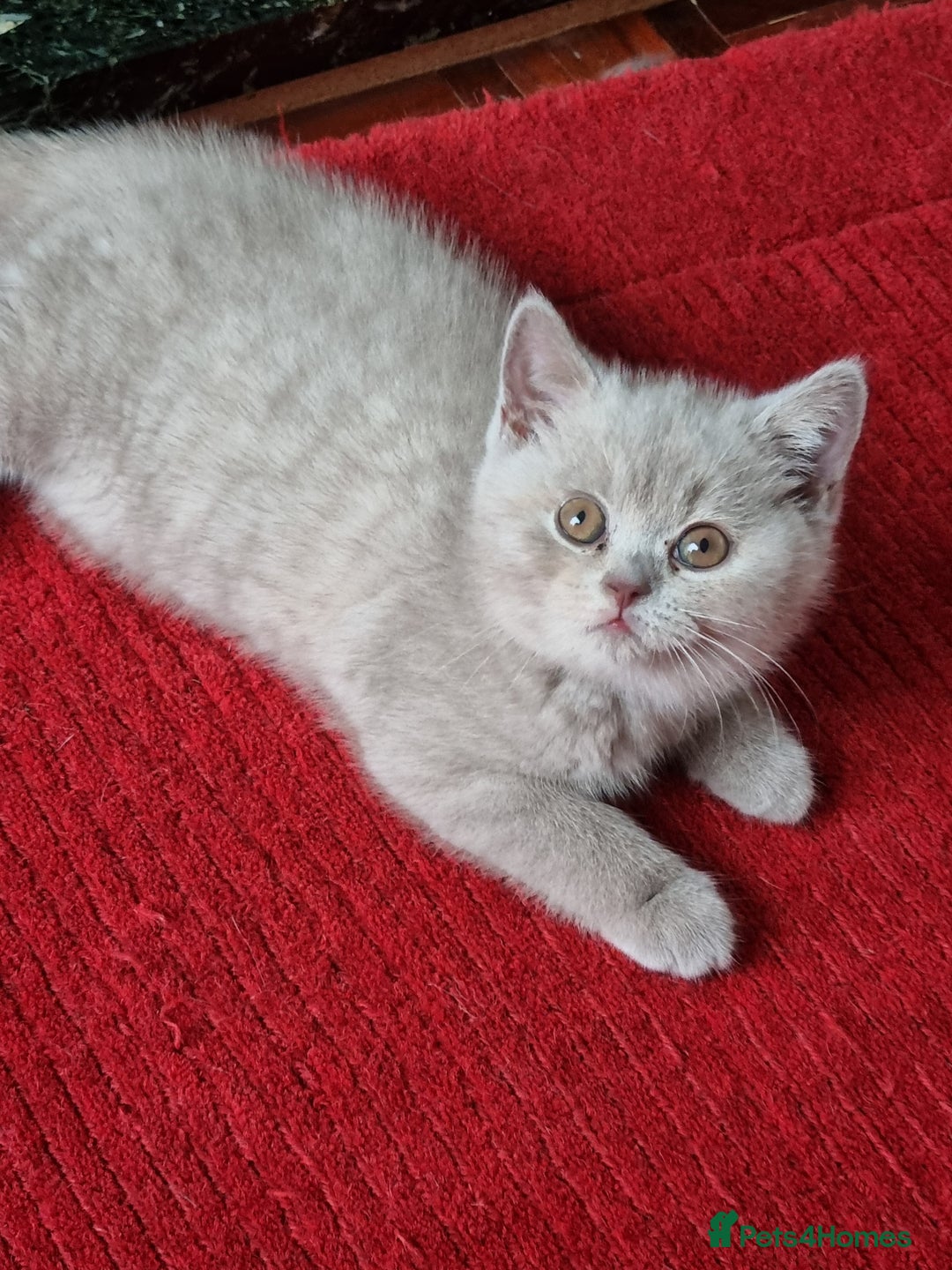 British Shorthair cats for sale: British Shorthairs.  - Image 6