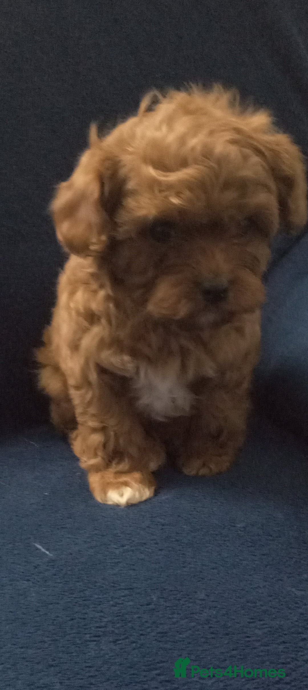 Cavapoo dogs for sale: Health tested cavapoo - Advert 7