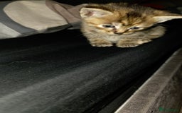 Mixed Breed cats for sale: 7 week old mixed breed kitten  - Image 2