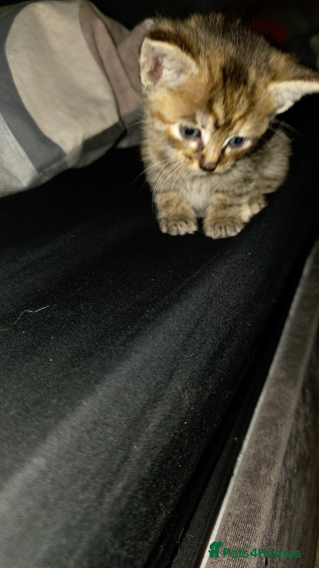 Mixed Breed cats for sale: 7 week old mixed breed kitten  - Image 2