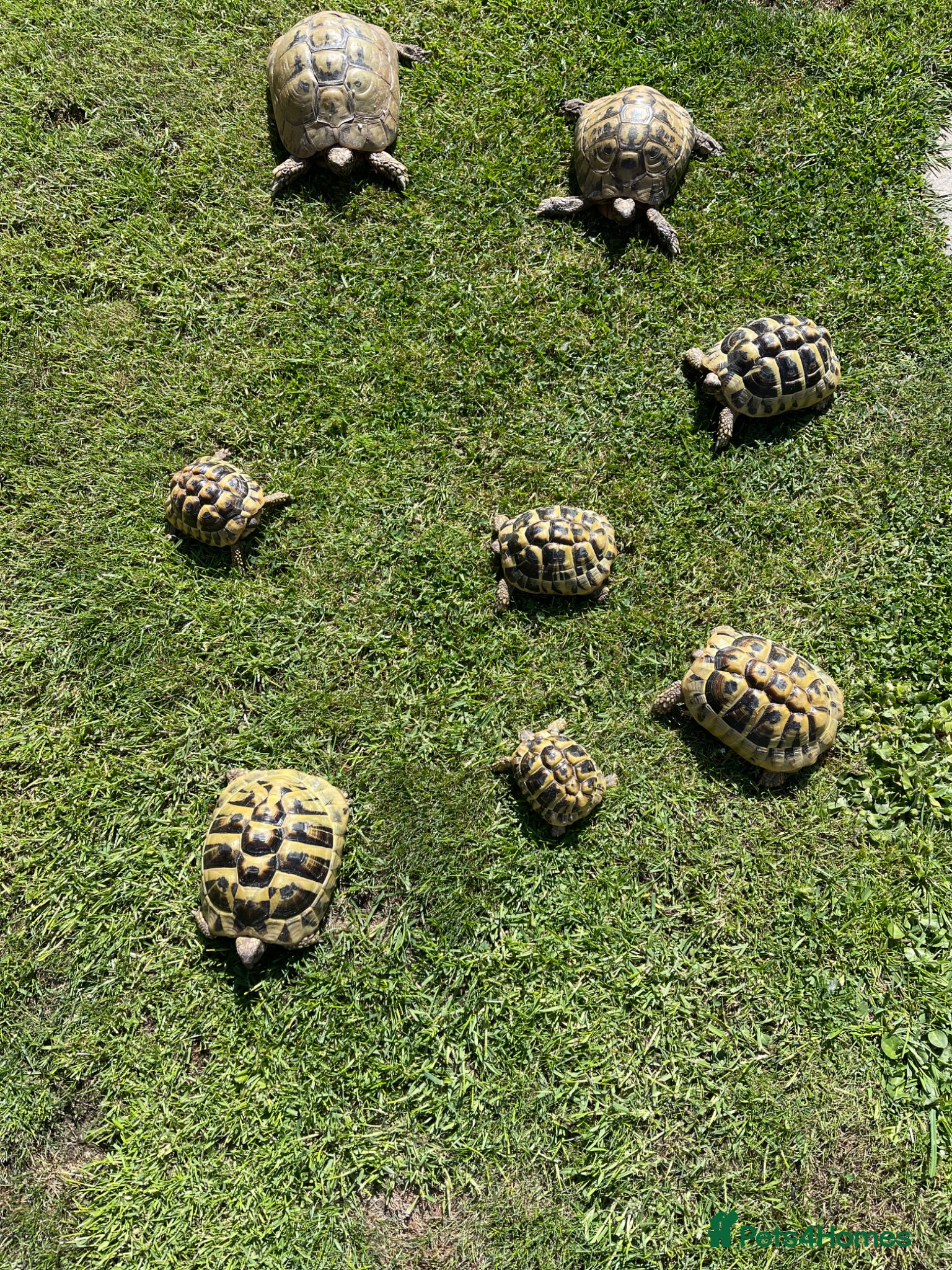 Tortoise reptiles Six tortoises for sale  - Advert 1