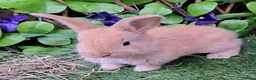 Continental Giant rabbits for sale: Pure Continental Giants - Vaccinated - RESERVE  😍 - Advert 3