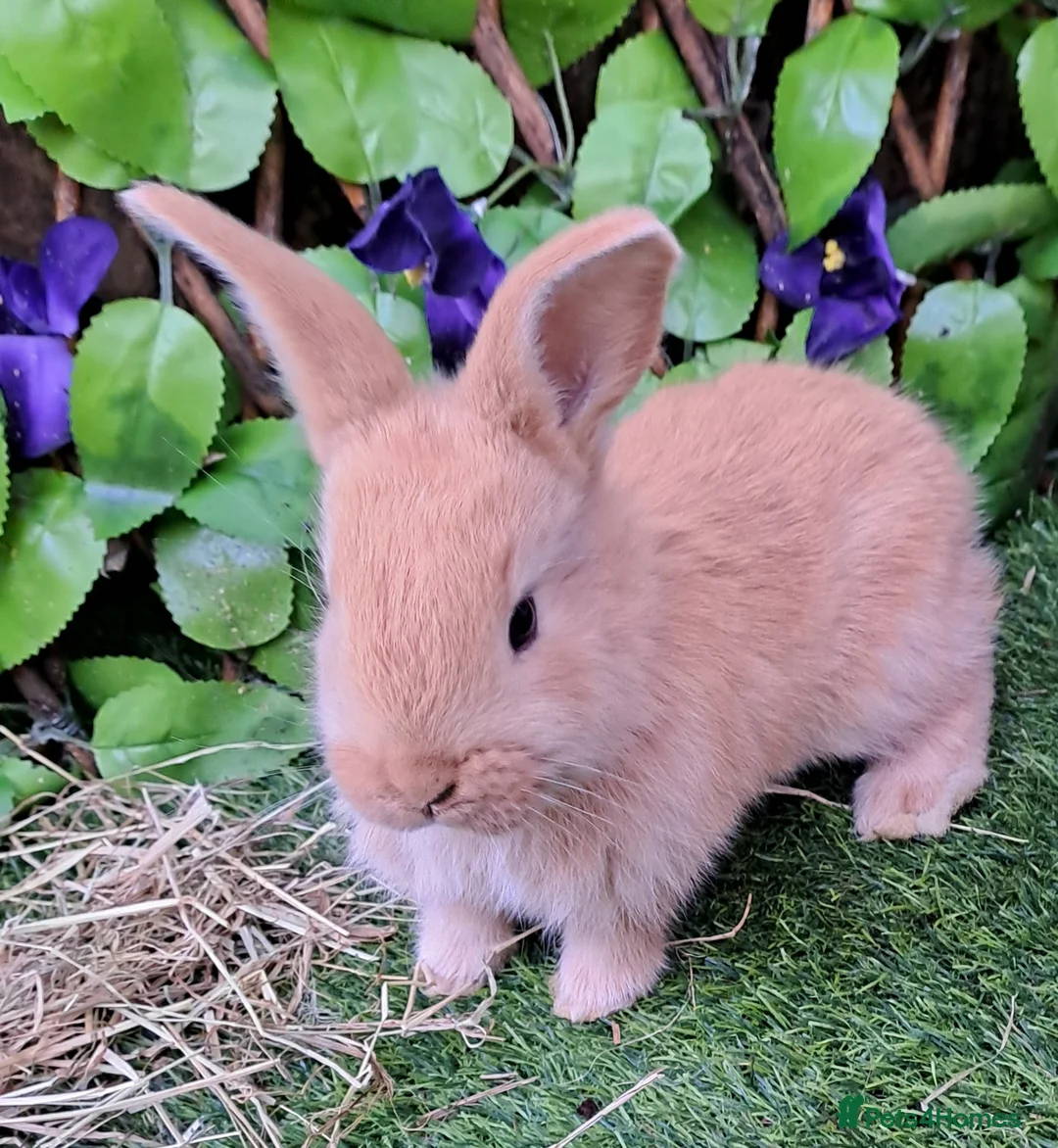 Continental Giant rabbits for sale: Pure Continental Giants - Vaccinated - RESERVE  😍 - Advert 3