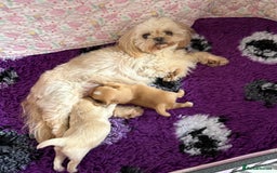 Shih Tzu dogs for sale: Stunning Imperial Shih Tzu’s  - Image 5