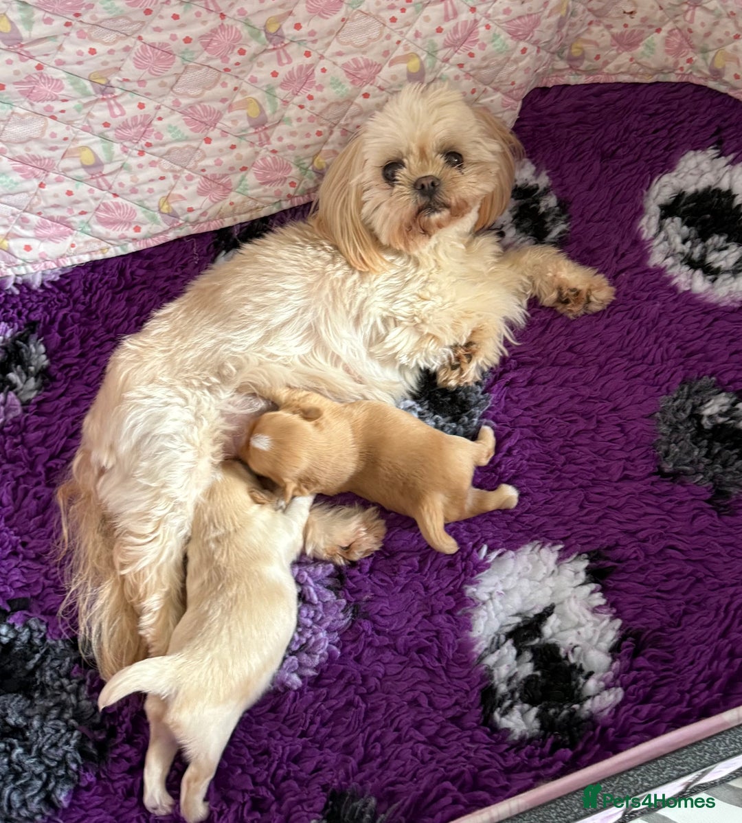 Shih Tzu dogs for sale: Stunning Imperial Shih Tzu’s  - Image 5