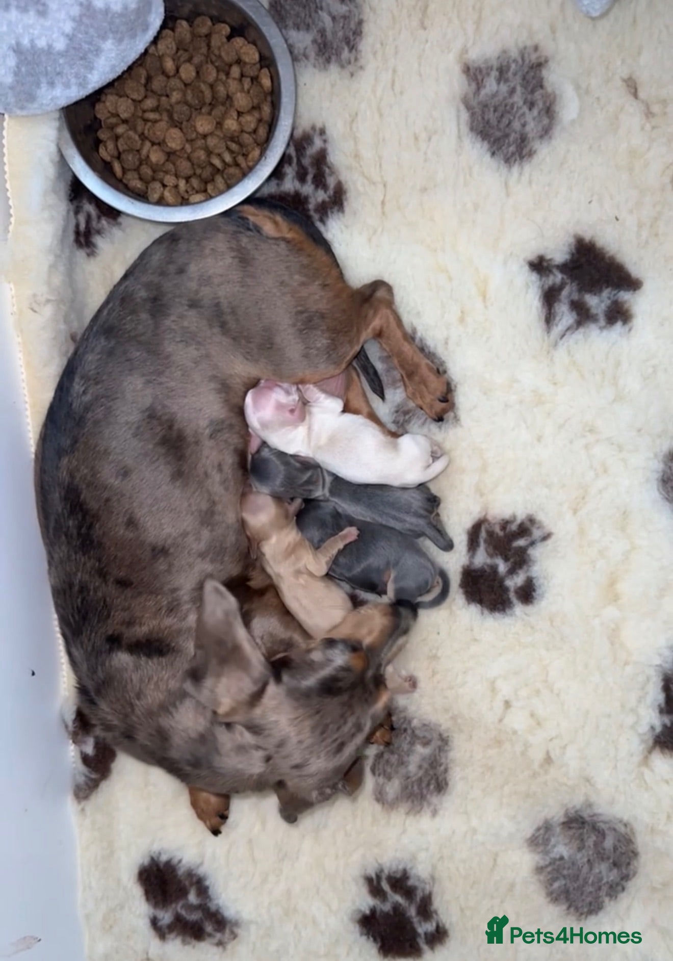 Miniature Dachshund dogs KC REGISTERED MINIATURE DACHSHUND PUPPIES - Advert 1