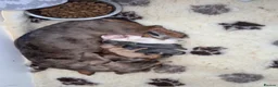 Miniature Dachshund dogs for sale: KC REGISTERED MINIATURE DACHSHUND PUPPIES in Ilkeston - Advert 1