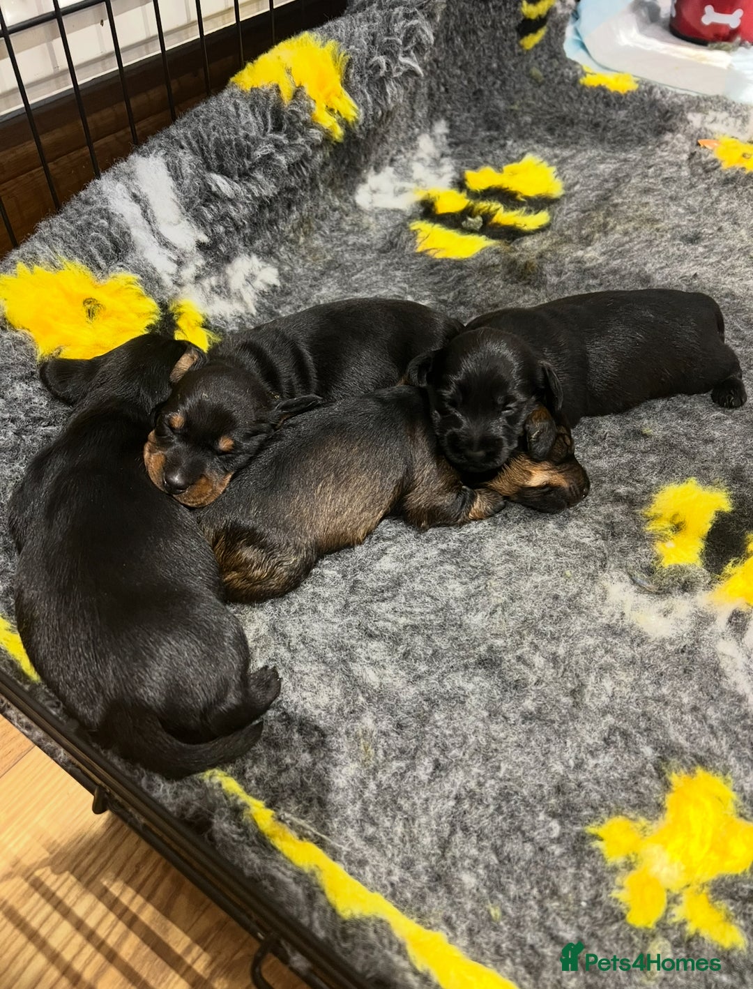 Miniature Dachshund dogs for sale: **Exceptionally well Raised Miniature Dachshunds** - Advert 11