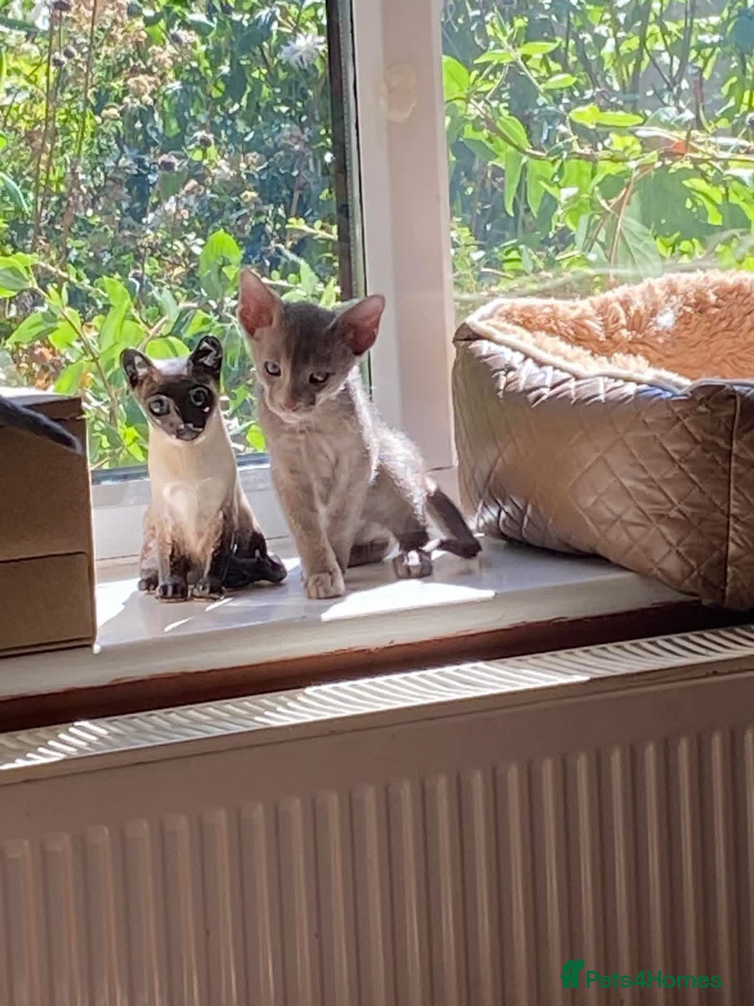 Havana Brown cats for sale: Lilac and Black Suffolk Kittens - Image 2