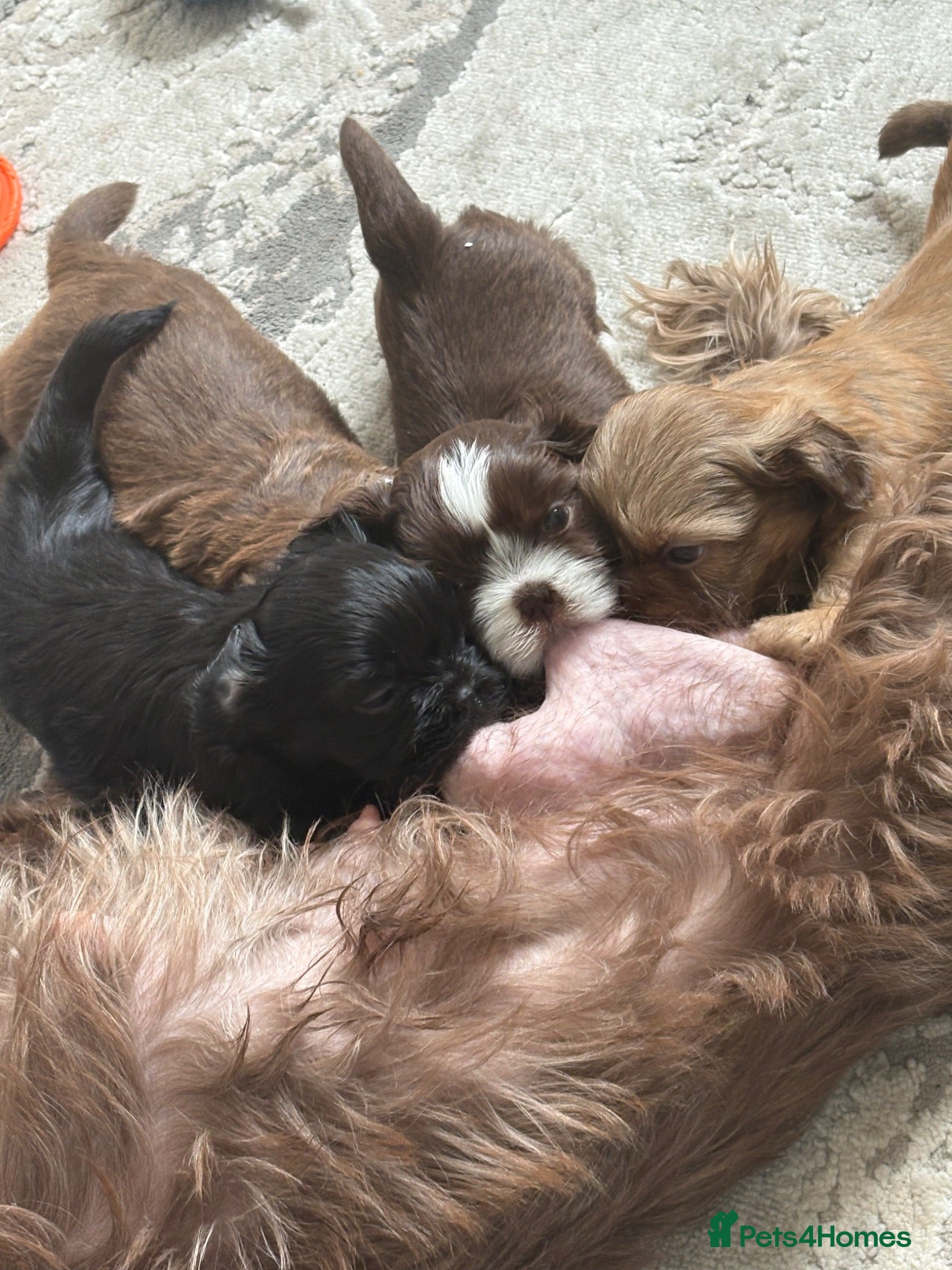 Shih Tzu dogs Stunning Shih Tzu puppies  - Advert 3
