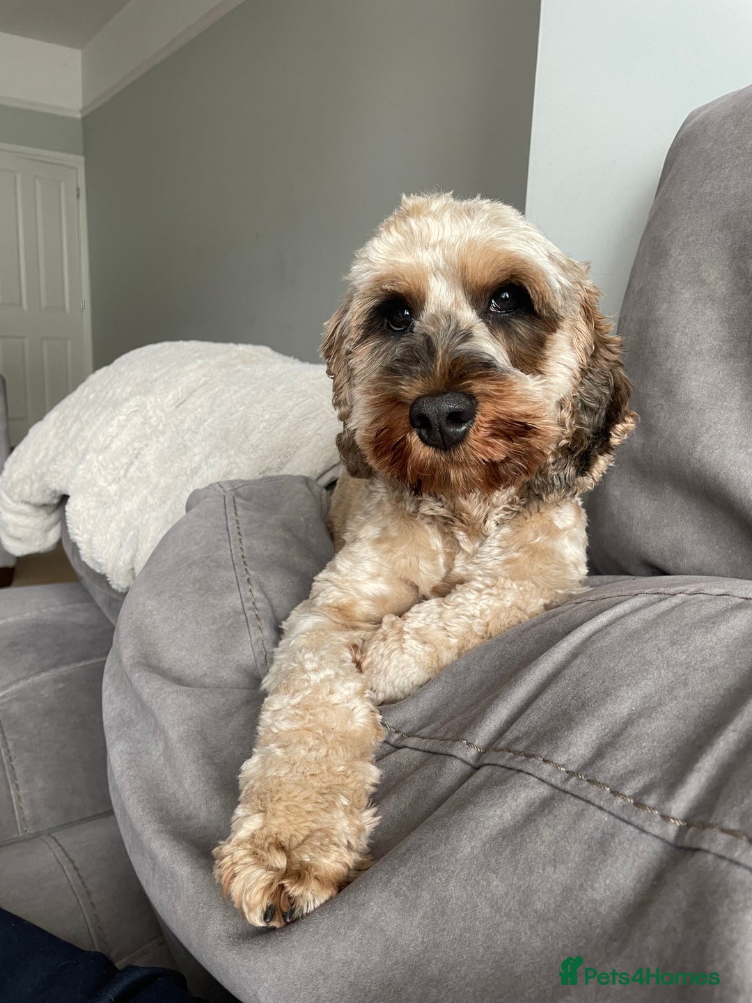 Cockapoo dogs for sale: Bailey the cockapoo  - Image 7