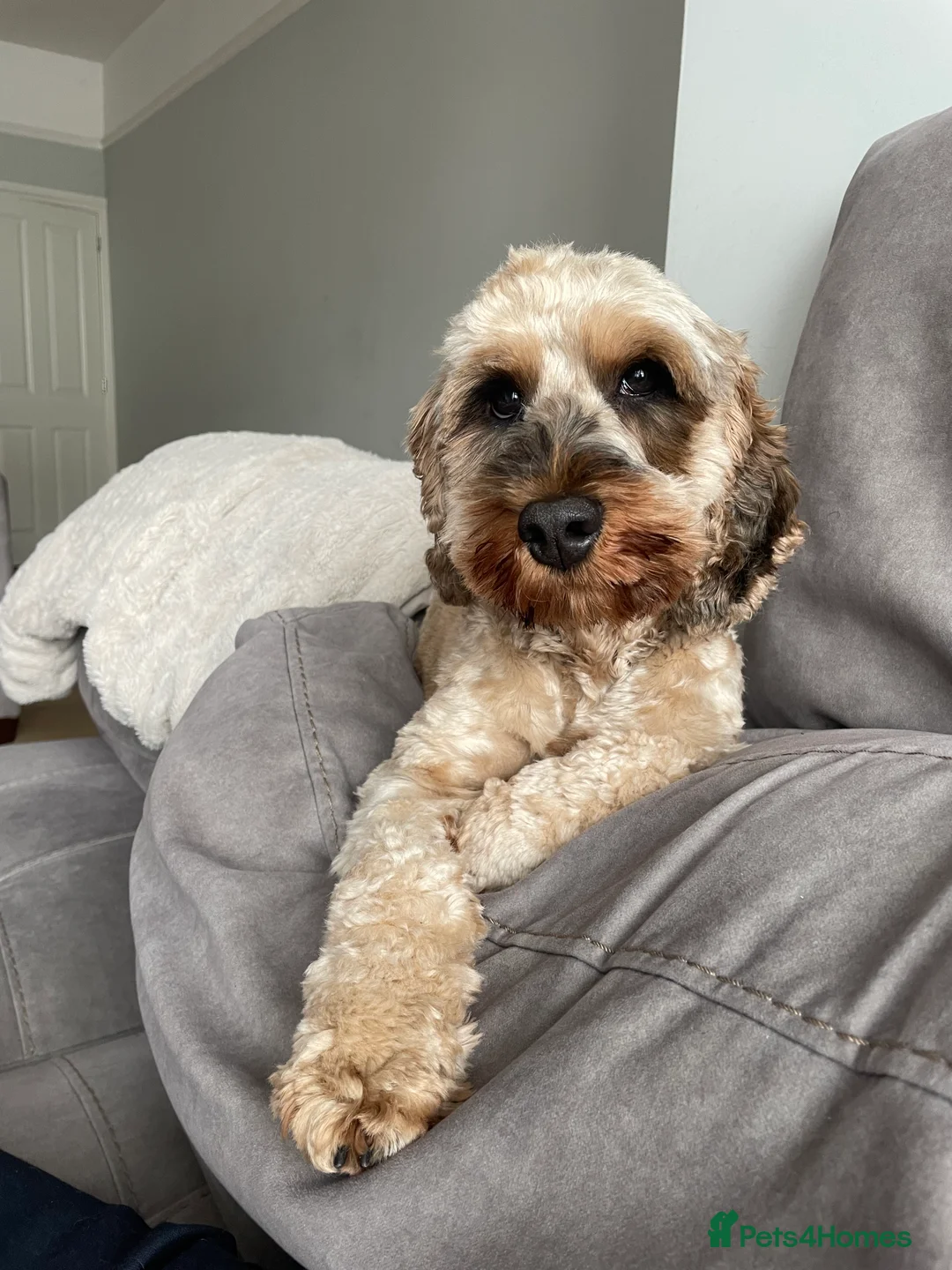 Cockapoo dogs for sale: Bailey the cockapoo  - Advert 7