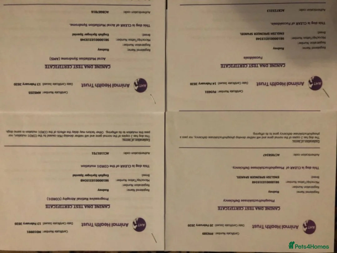 English Springer Spaniel dogs for stud: At stud dna health tested proven liver and white in Chesterfield - Advert 2