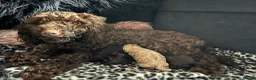 Toy Poodle dogs for stud: Quinn Color tested KC regToy Poodle for Stud ONLY. - Advert 4
