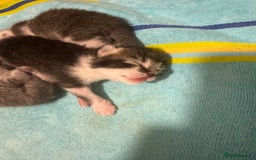Mixed Breed cats for sale: Two lovely boys - Image 6
