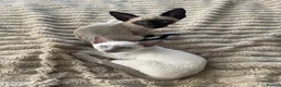 Siamese cats for sale: Last girl lilac point left  - Advert 7