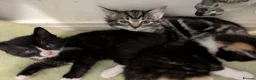 Mixed Breed cats for sale: Adorable kittens looking for their forever homes - Advert 10