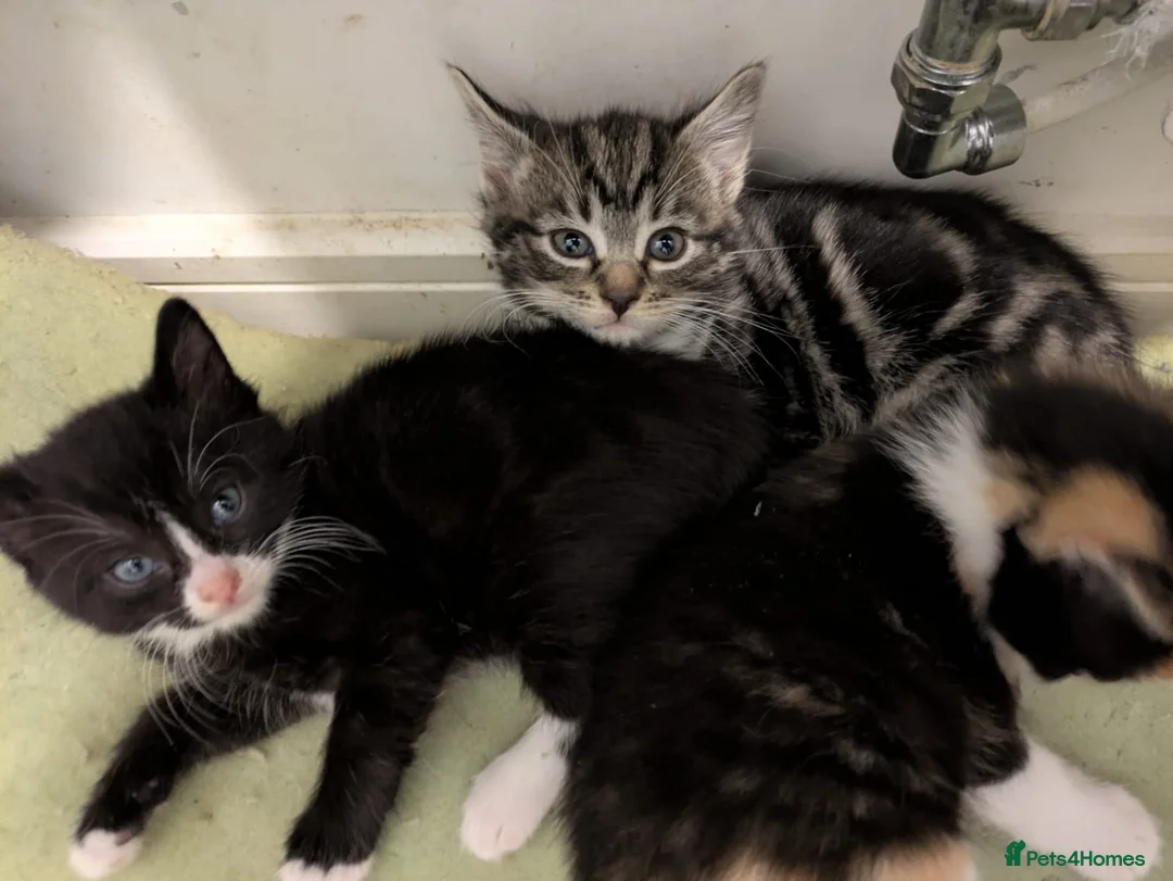 Mixed Breed cats for sale: Adorable kittens looking for their forever homes - Advert 10
