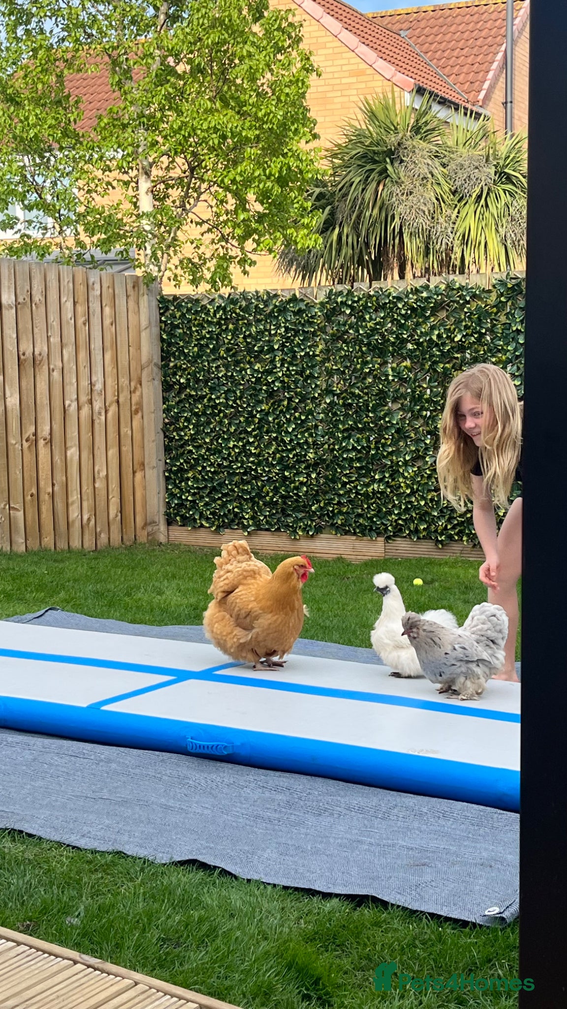 Chickens poultry Three pet hens for rehoming  - Advert 7
