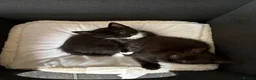 Mixed Breed cats for sale: Kittens x4 - Advert 10
