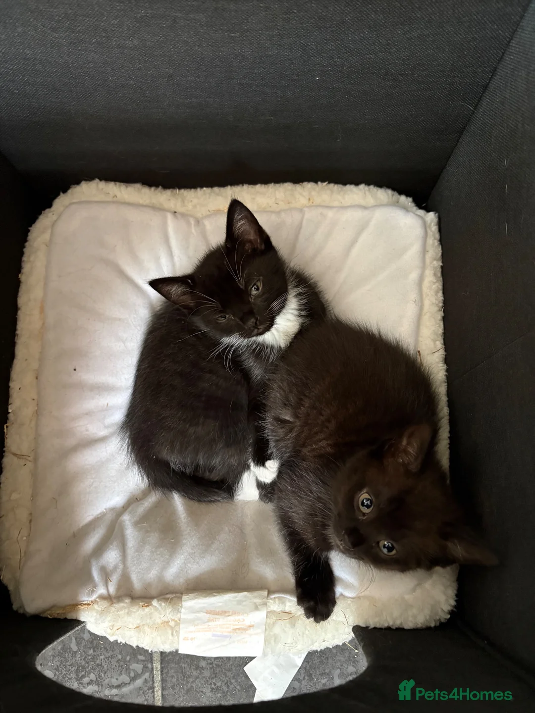 Mixed Breed cats for sale: Kittens x4 - Advert 10