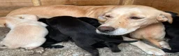 Labrador Retriever dogs for sale: Labrador puppies deposit secures in Castleford - Advert 21