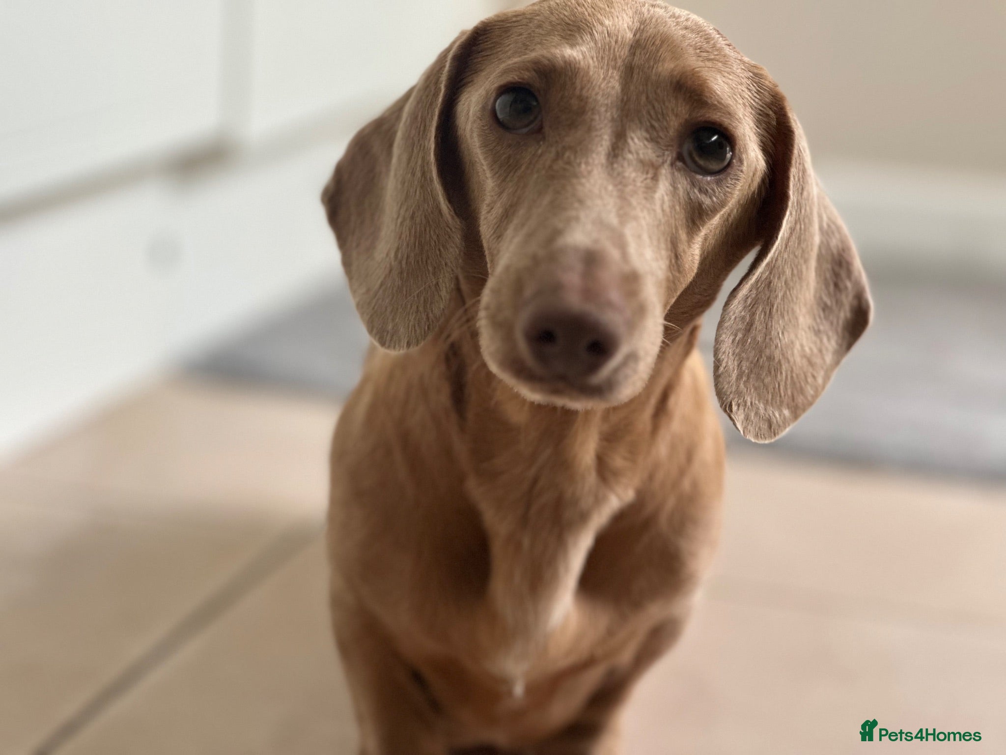 Dachshund dogs Isabella miniature dachshund  - Advert 1