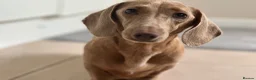 Dachshund dogs for sale: Isabella miniature dachshund  in Erith - Advert 1