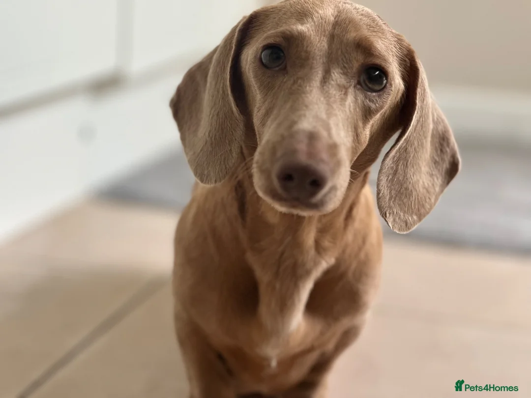 Dachshund dogs for sale: Isabella miniature dachshund  in Erith - Advert 1