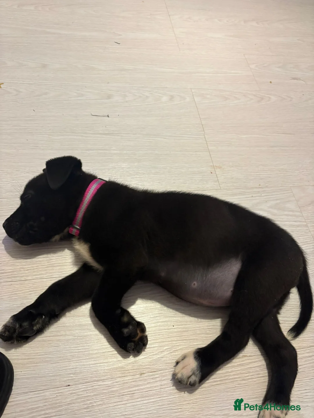 Cane Corso dogs for sale: Cane corso  - Advert 2