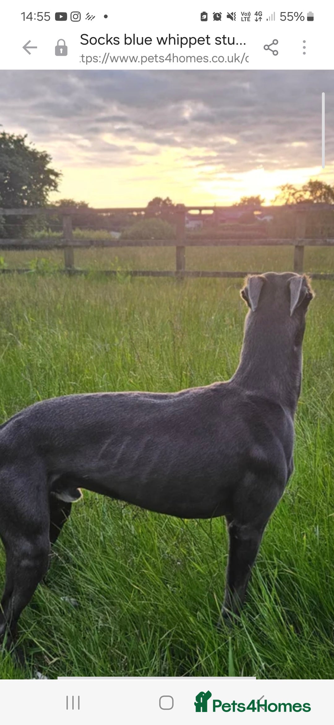 Whippet dogs Stud ..my boy socks - Advert 2