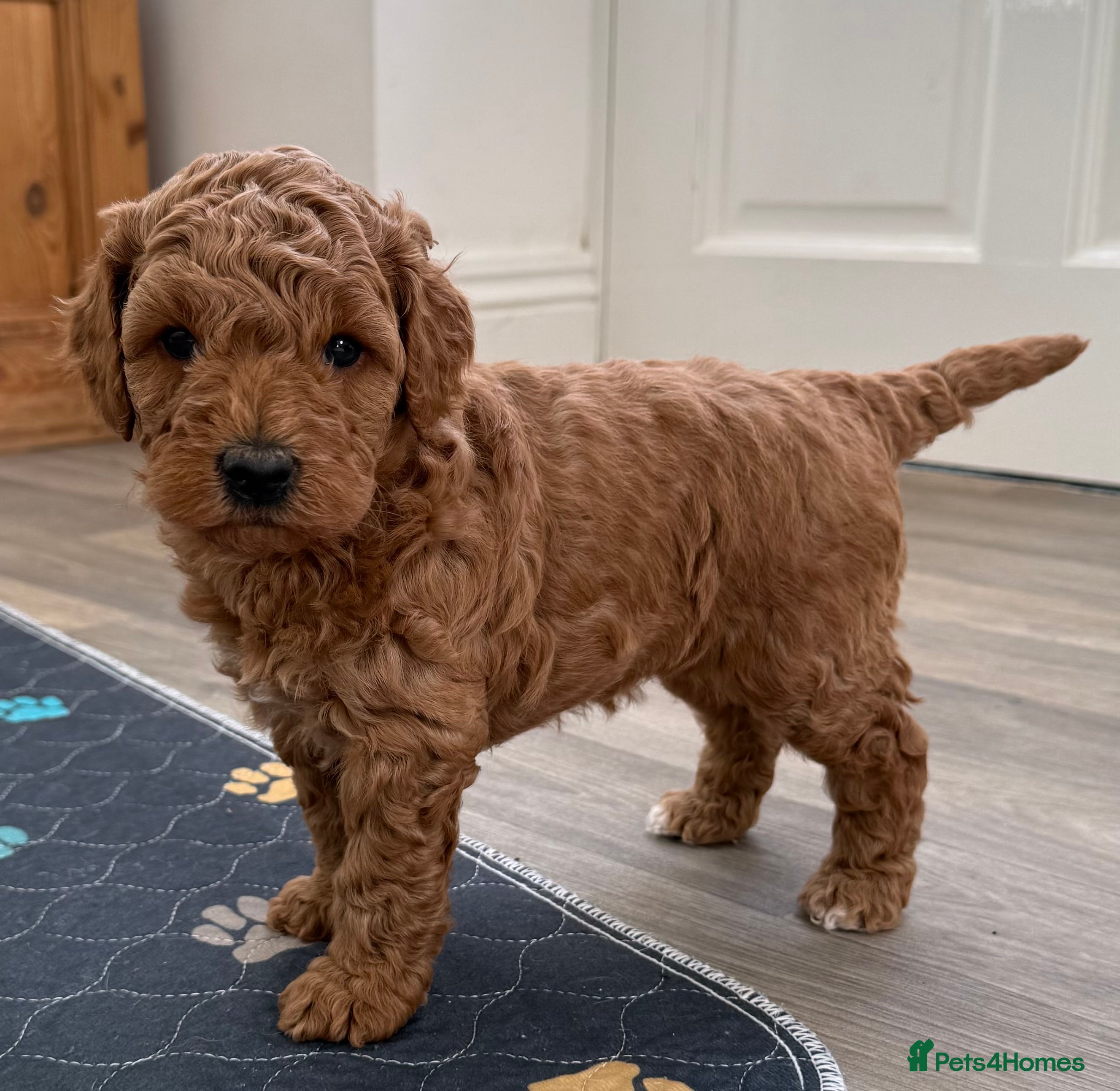 Double Doodle dogs Stunning litter of Australian Double Doodles - Advert 3