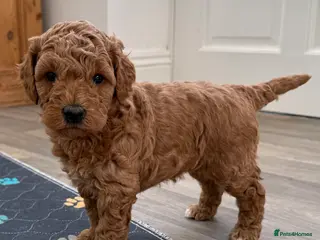 Double Doodle dogs Stunning litter of Australian Double Doodles - Advert 3