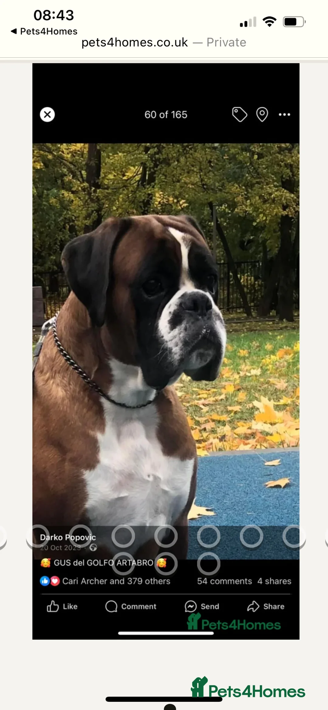 Boxer dogs for stud: Extensively Health Tested European Stud in Cardiff - Advert 9