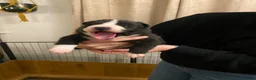 Border Collie dogs for sale: 🐾 Border Collie Puppies for Sale 🐾   in Hook - Advert 10