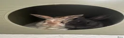 Mixed Breed rabbits for sale: 2 sweet natured and well bonded male rabbits in Torquay - Advert 5