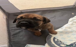 Mixed Breed dogs for sale: Rottweiler x Belgian malinoise  - Image 6