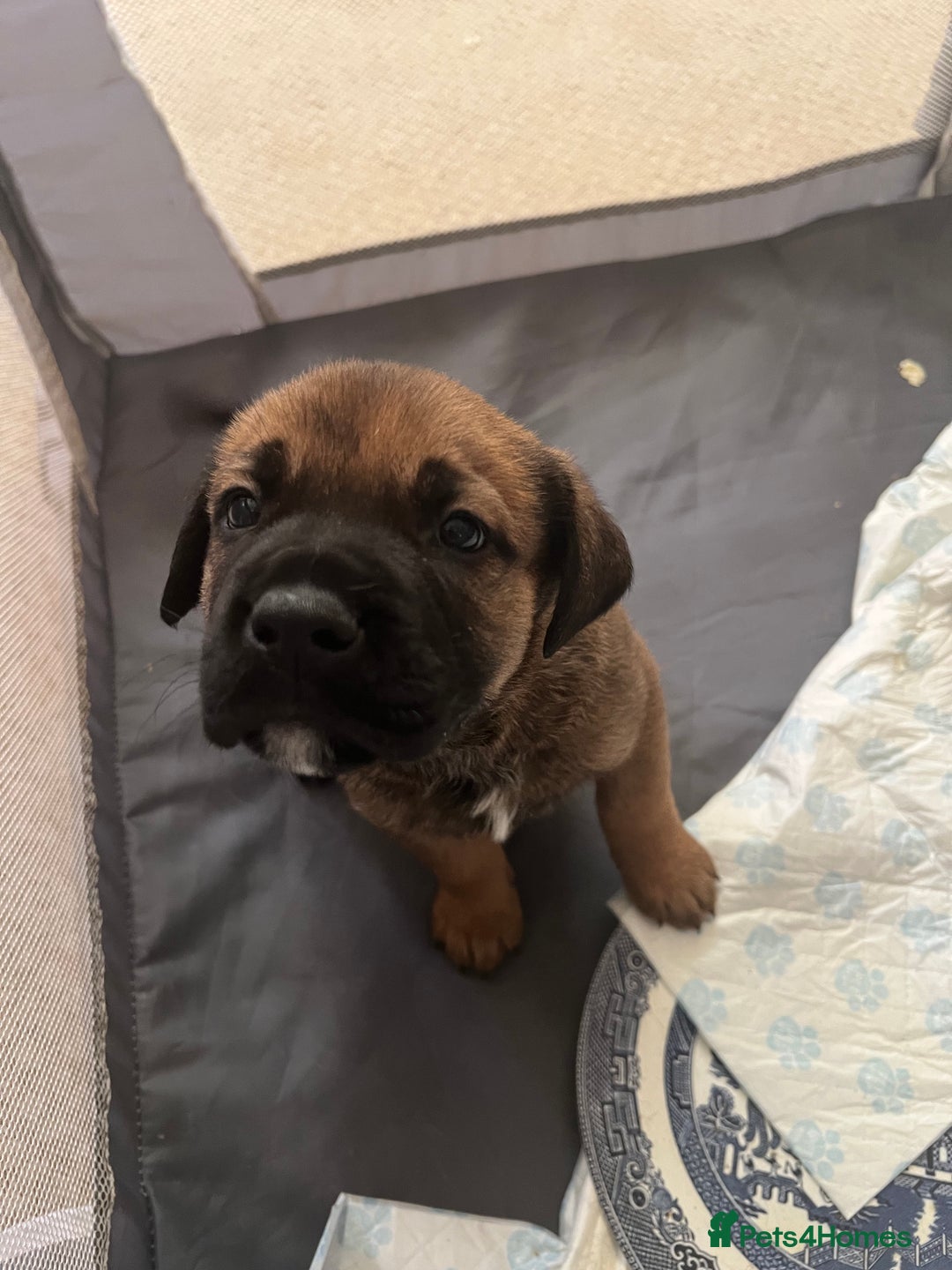 Mixed Breed dogs for sale: Rottweiler x Belgian malinoise  - Image 6