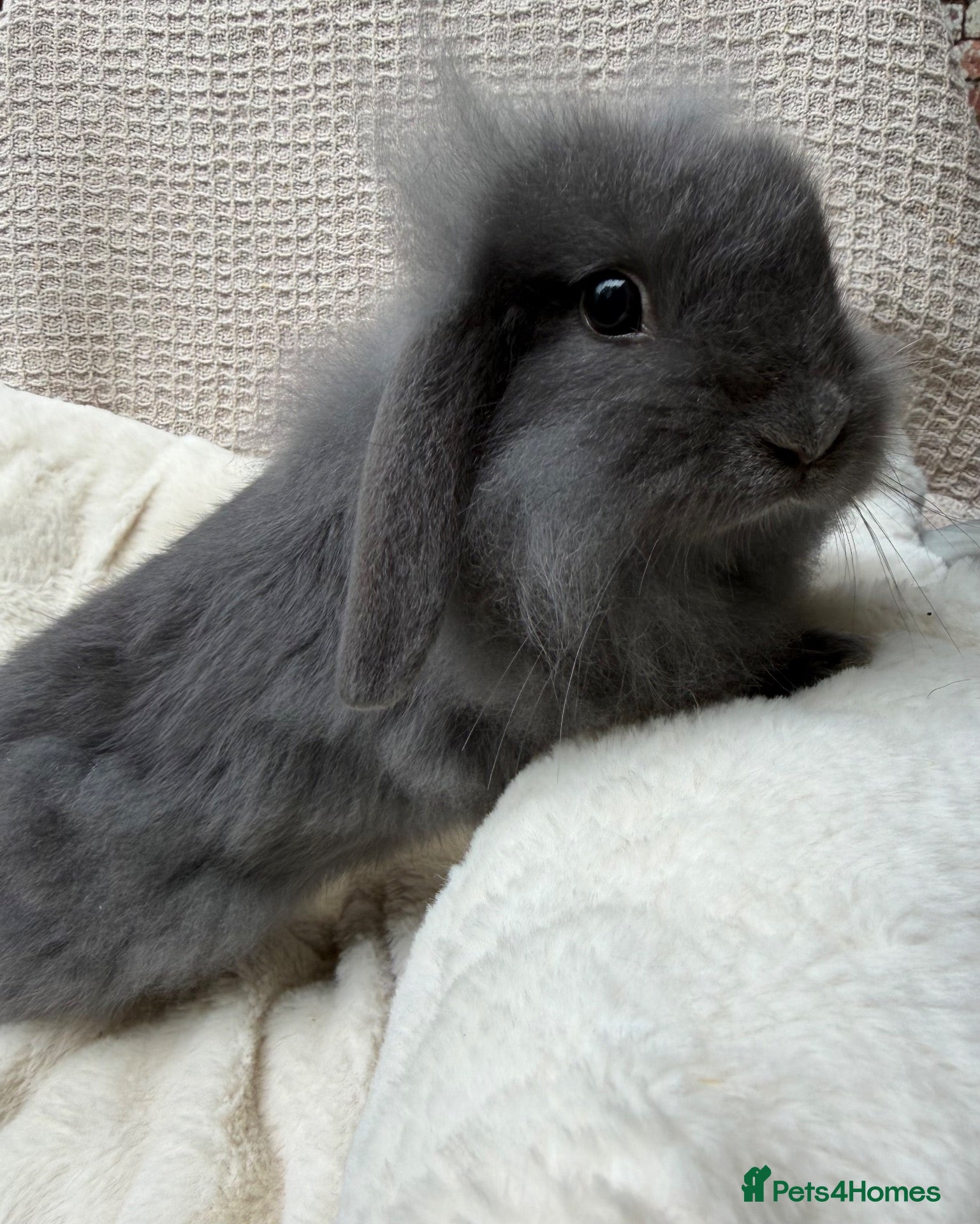 Mini Lop rabbits Mini lops Ready to go!  - Advert 2