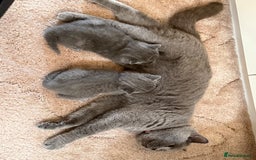 British Shorthair cats for sale: British Shorthair kittens for sale  - Image 8